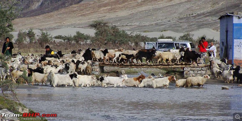 Hawk-On-Fours (H-4) Roadtrip:  Leh(t)'s go to Ladakh & Srinagar with QuickSilver.-camels-14.jpg