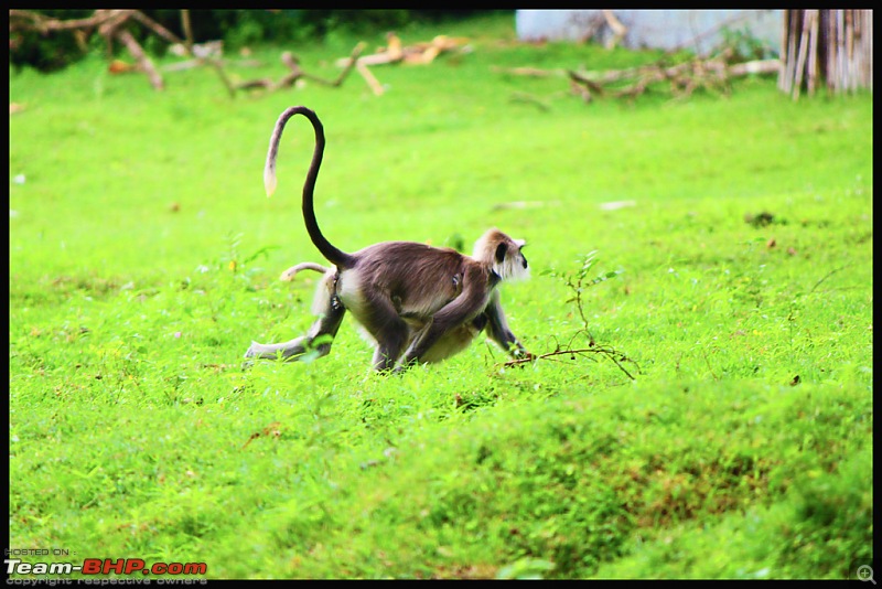 One Day Solo Ride to GP Betta and Bandipur - July 2011-7.jpg