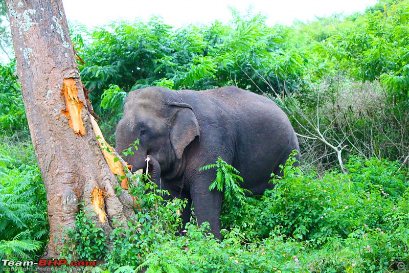 One Day Solo Ride to GP Betta and Bandipur - July 2011-22.jpg