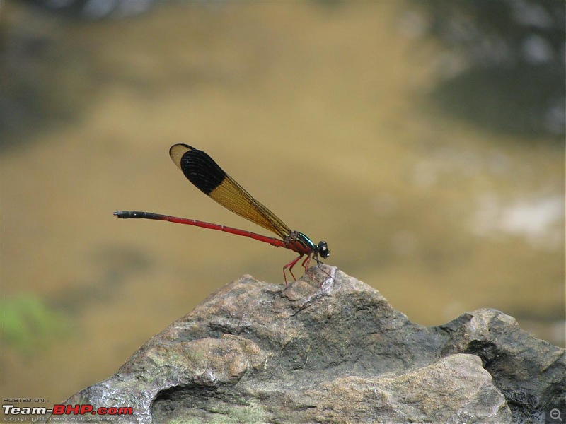 Trip to Agumbe-img_4317.jpg