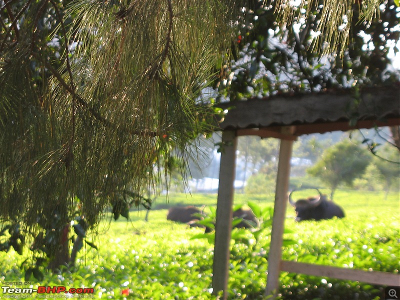 ANHC Travelogue: Weekend getaway to Ooty - Kotagiri - Coonoor-bisons01.jpg