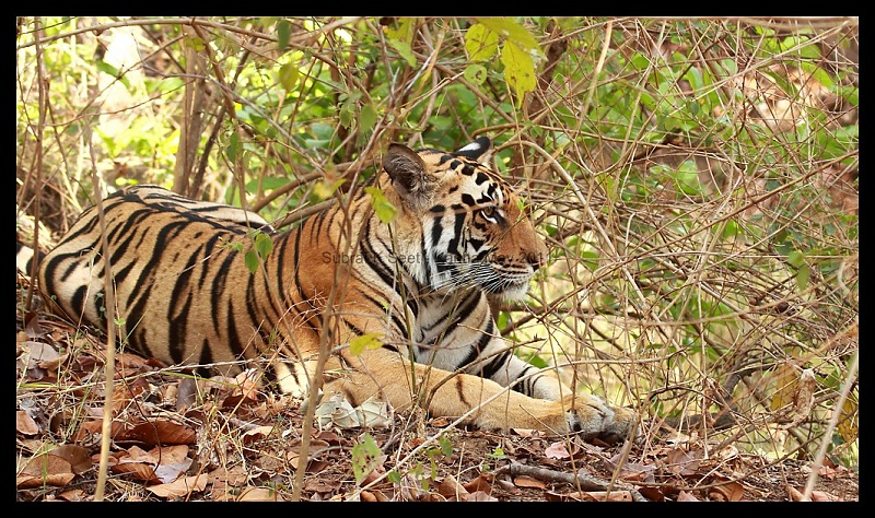 Adventure in Kipling Country - Kanha National Park-mukki-zone-tiger008-copy.jpg