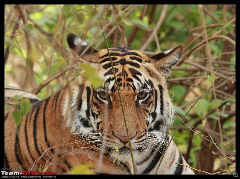 Adventure in Kipling Country - Kanha National Park-mukki-zone-tiger010-copy.jpg