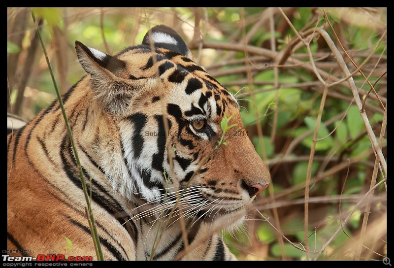 Adventure in Kipling Country - Kanha National Park-mukki-zone-tiger011-copy.jpg