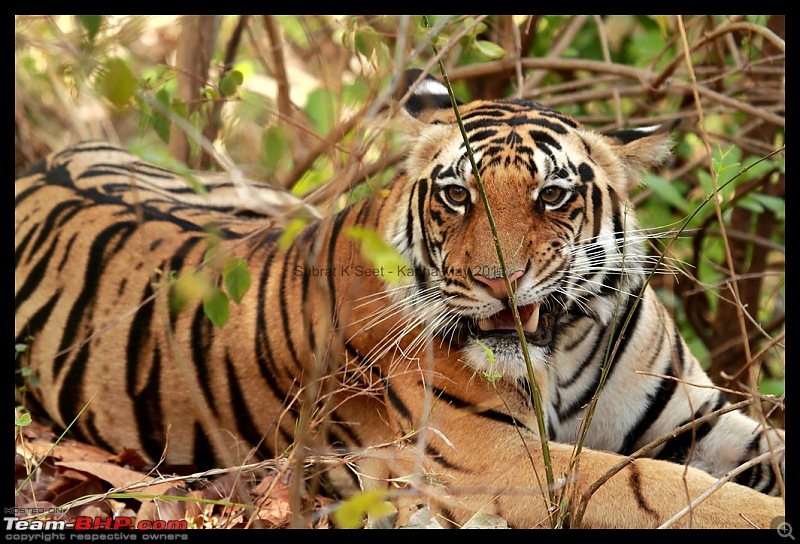 Adventure in Kipling Country - Kanha National Park-mukki-zone-tiger014-copy.jpg