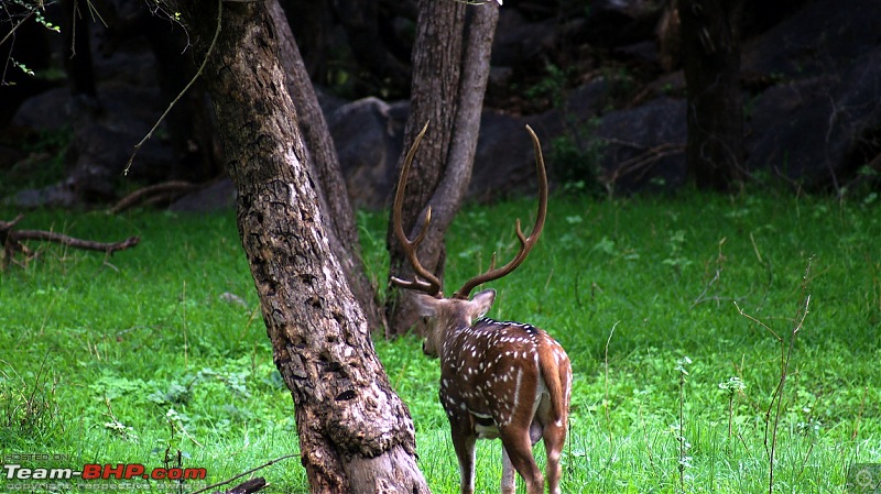 Sariska Tiger Reserve - Land of Tigers? Quick getaway from Gurgaon-spotted-deer-stag2.jpg
