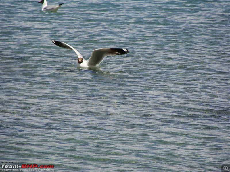 Hawk-On-Fours (H-4) Roadtrip:  Leh(t)'s go to Ladakh & Srinagar with QuickSilver.-pangong-18k100.jpg