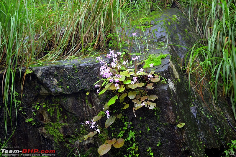 Fauji's Drivolgues - Mesmerised in Malnad in Monsoon!!-dsc_0635.jpg