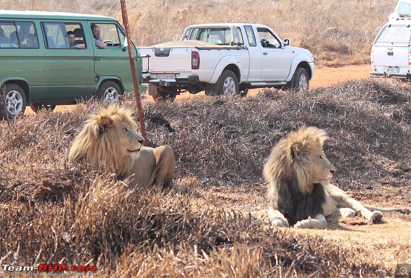 Today will be remembered as the day I played with lions :)-img_0487.jpg