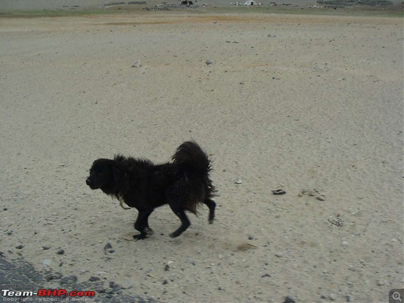 Hawk-On-Fours (H-4) Roadtrip:  Leh(t)'s go to Ladakh & Srinagar with QuickSilver.-tsaga2kiagar-3.jpg