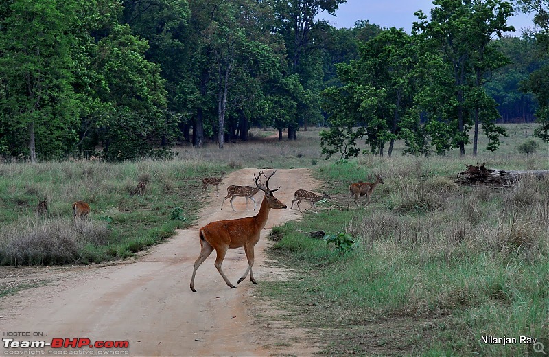 Call of the Wild: A 3500 km roadtrip to Pench, Bandhavgarh and Kanha in a Fortuner-dsc_6699.jpg