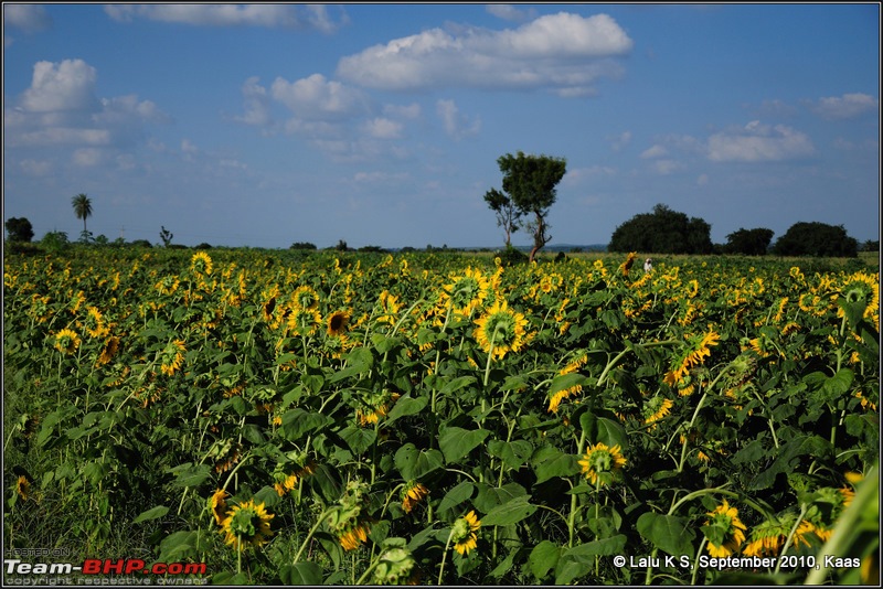 Kaas - The Valley of Flowers-dsc_8531.jpg