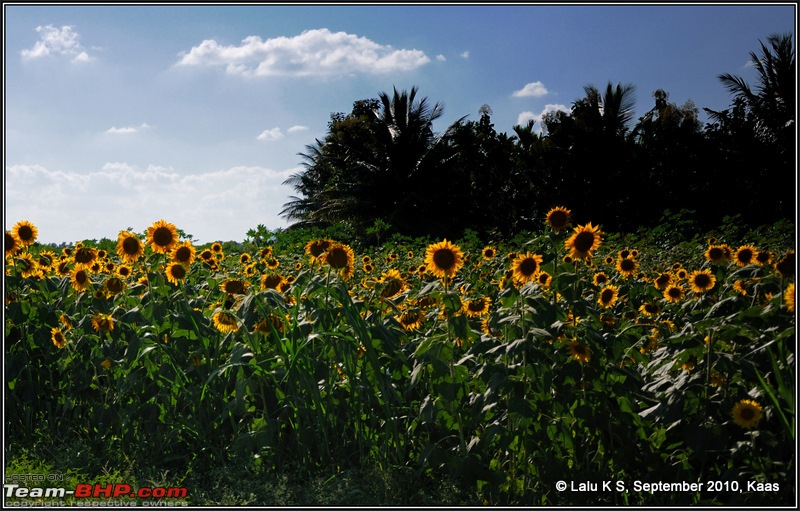 Kaas - The Valley of Flowers-dsc_8540.jpg