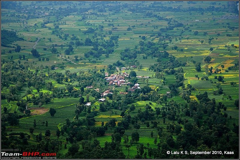 Kaas - The Valley of Flowers-dsc_8586.jpg