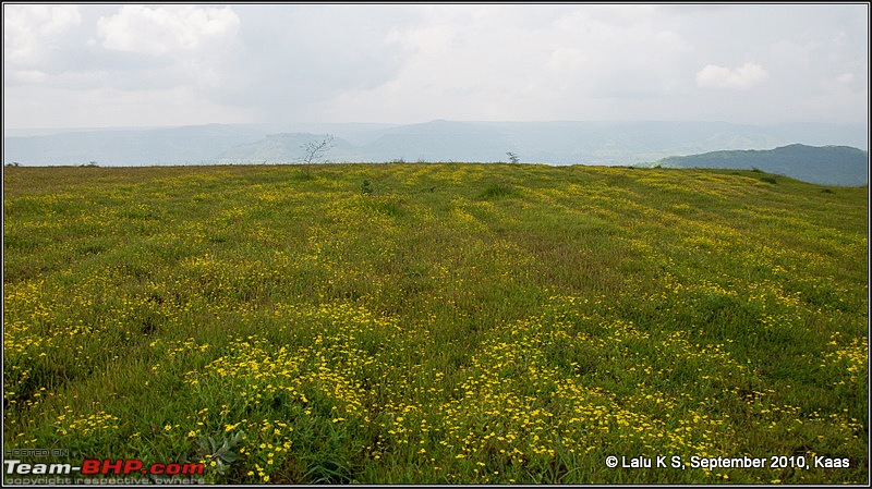 Kaas - The Valley of Flowers-dsc_8716.jpg