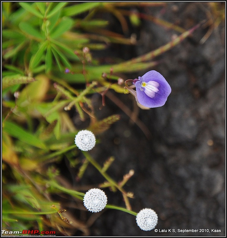 Kaas - The Valley of Flowers-dsc_8825.jpg