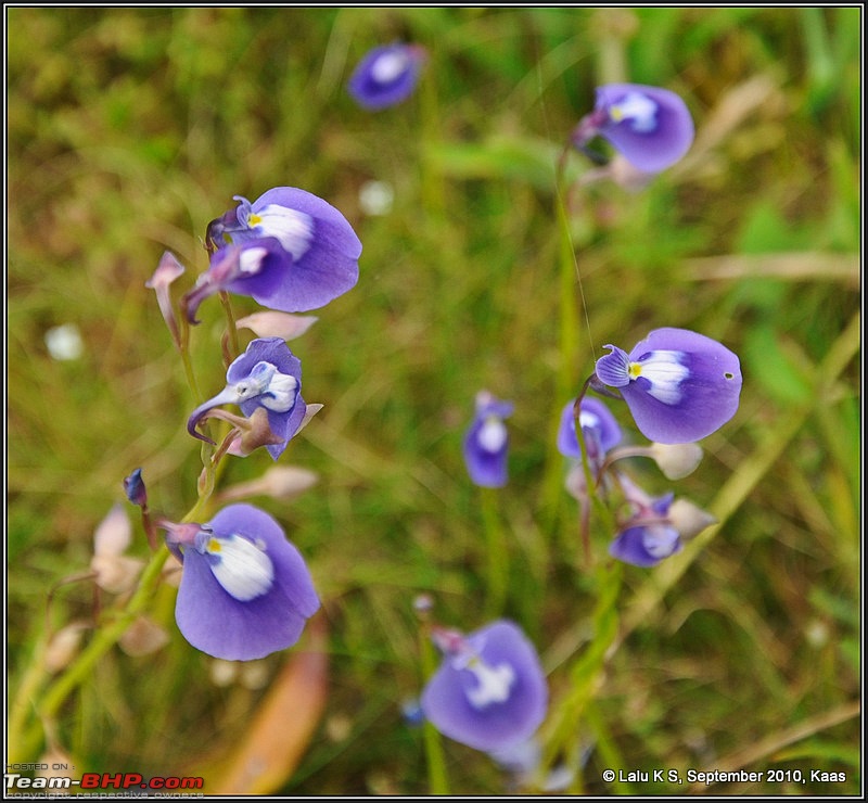 Kaas - The Valley of Flowers-dsc_8827.jpg