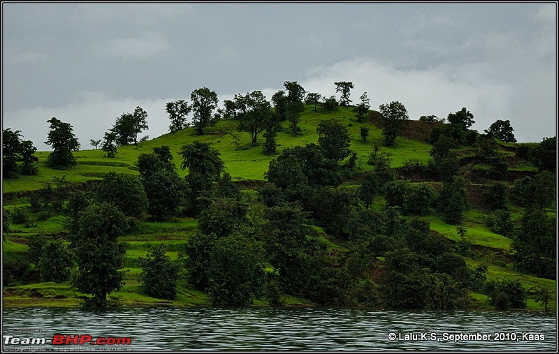 Kaas - The Valley of Flowers-_dsc9039.jpg