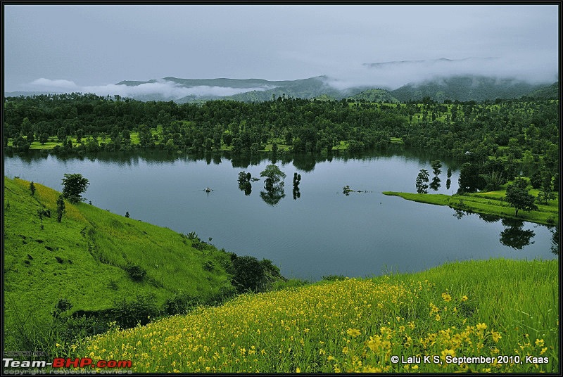 Kaas - The Valley of Flowers-_dsc9310.jpg