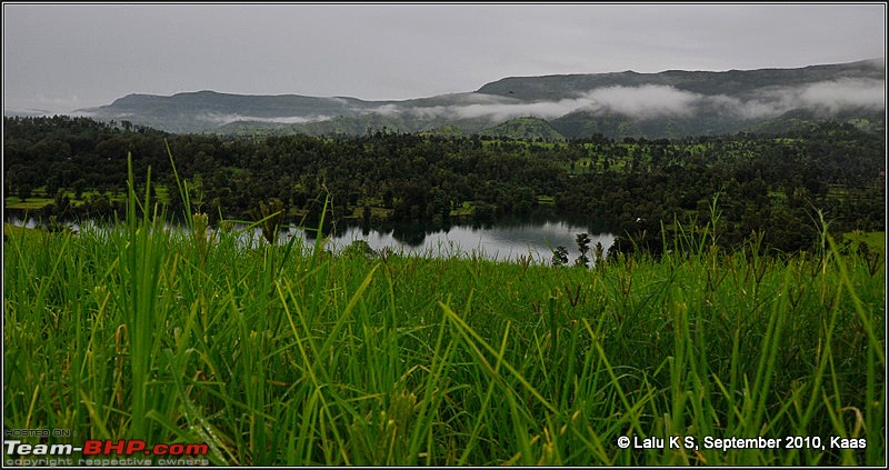 Kaas - The Valley of Flowers-_dsc9347.jpg