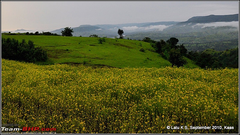 Kaas - The Valley of Flowers-_dsc9411.jpg