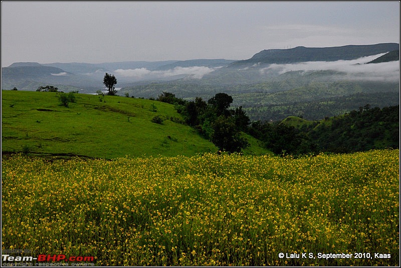 Kaas - The Valley of Flowers-_dsc9421.jpg