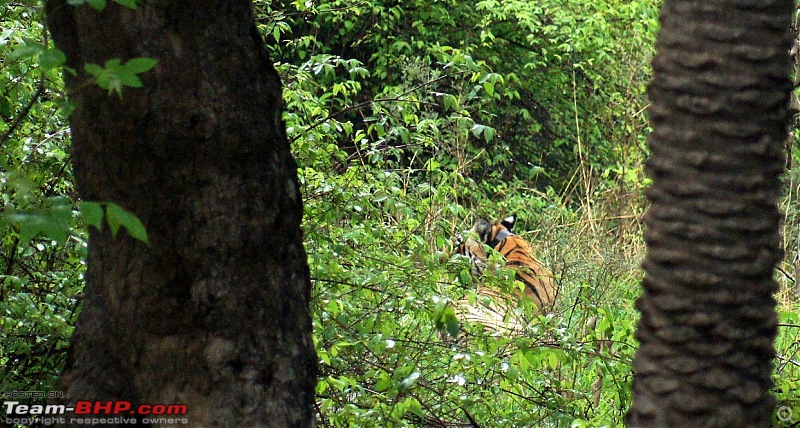 Sariska Tiger Reserve - Land of Tigers? Quick getaway from Gurgaon-who-dares-disturb-me.jpg