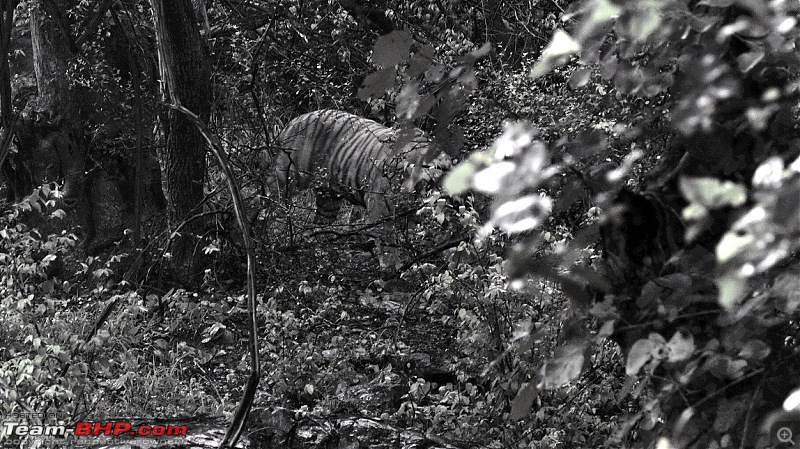 Sariska Tiger Reserve - Land of Tigers? Quick getaway from Gurgaon-tiger-artistic.jpg