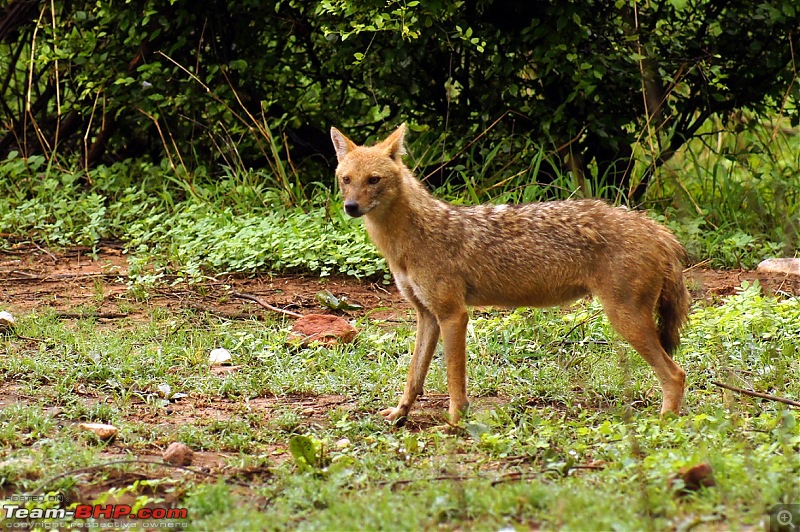 Sariska Tiger Reserve - Land of Tigers? Quick getaway from Gurgaon-jackal3.jpg