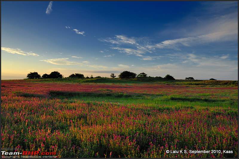 Kaas - The Valley of Flowers-_dsc9596-2.jpg