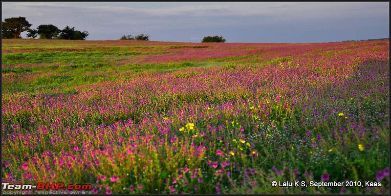 Kaas - The Valley of Flowers-_dsc9585.jpg