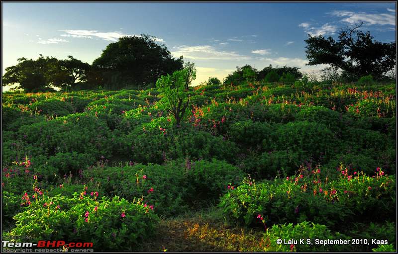 Kaas - The Valley of Flowers-_dsc9622.jpg