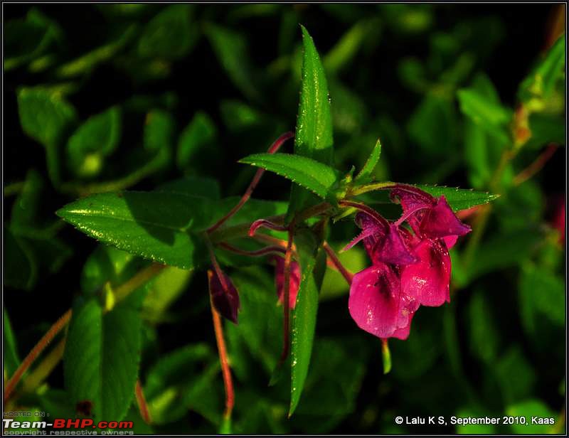 Kaas - The Valley of Flowers-_dsc9623.jpg