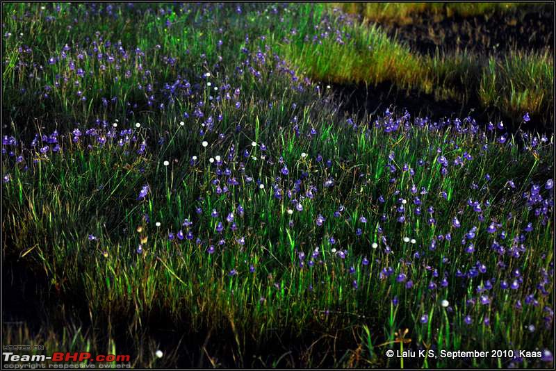 Kaas - The Valley of Flowers-_dsc9641.jpg