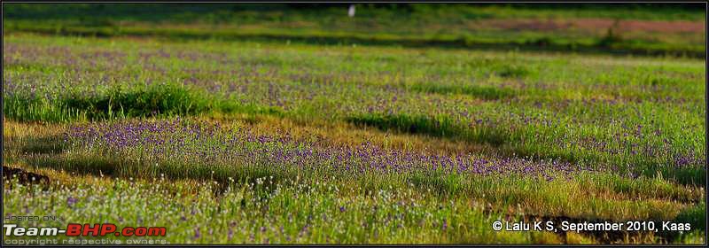 Kaas - The Valley of Flowers-_dsc9648.jpg