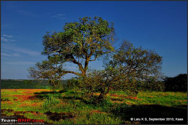 Kaas - The Valley of Flowers-_dsc9754.jpg