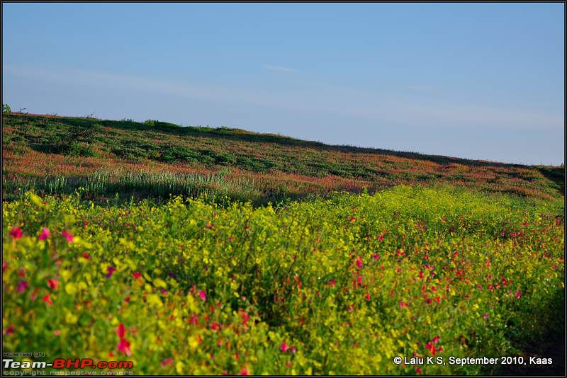 Kaas - The Valley of Flowers-_dsc9657.jpg