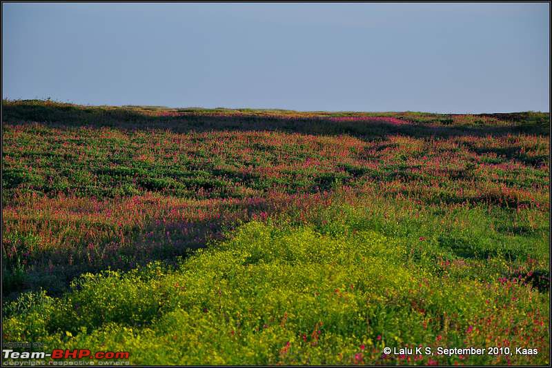 Kaas - The Valley of Flowers-_dsc9658.jpg