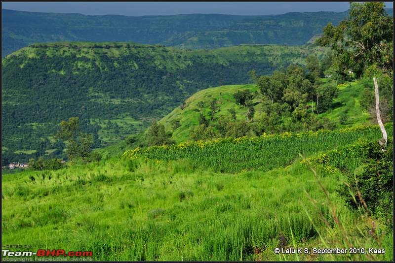 Kaas - The Valley of Flowers-_dsc0153.jpg