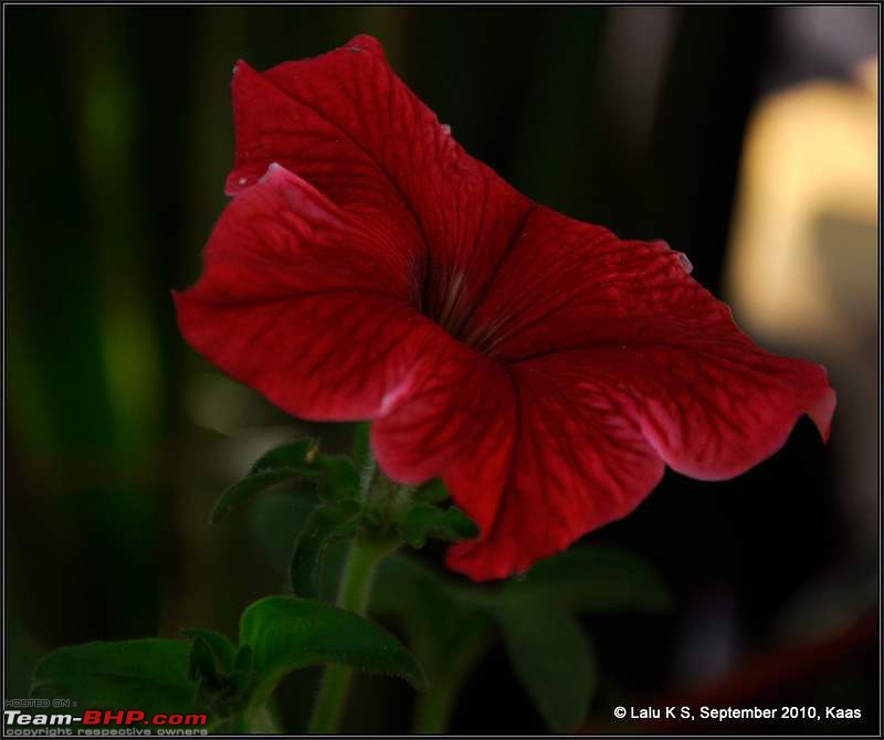 Kaas - The Valley of Flowers-_dsc0200.jpg