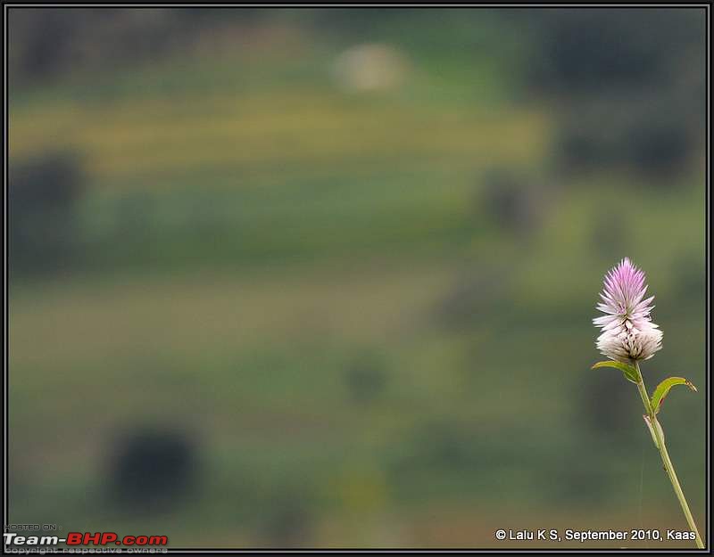 Kaas - The Valley of Flowers-_dsc0370.jpg