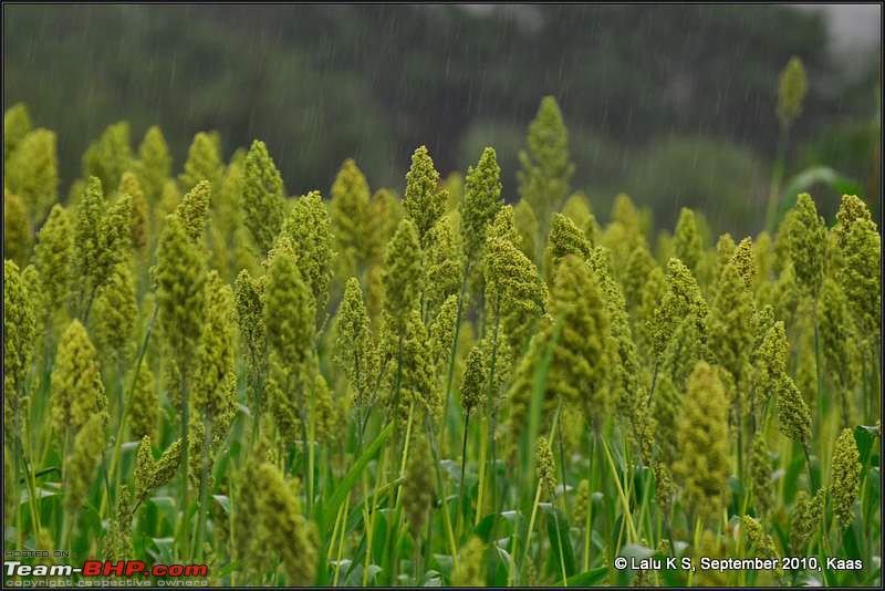 Kaas - The Valley of Flowers-_dsc0992.jpg