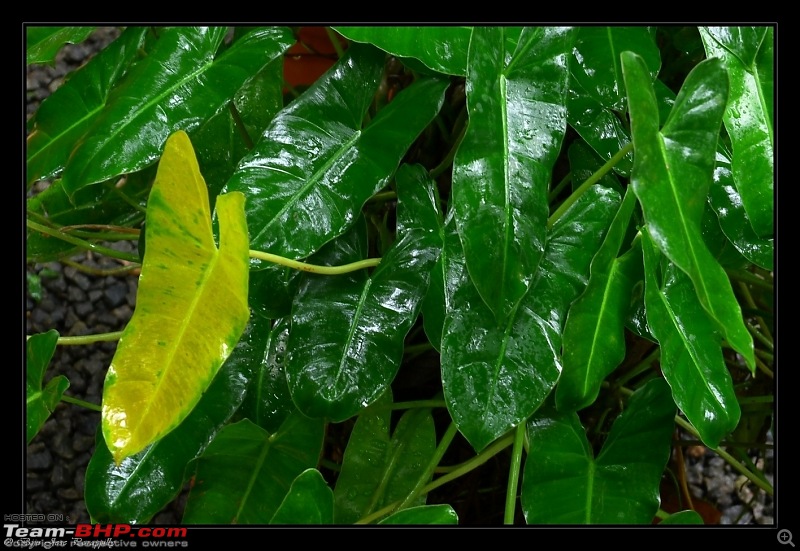 2011 Monsoon Trips : Romancing the rains. Postcards from the Konkan & deccan plateau-p1030652.jpg