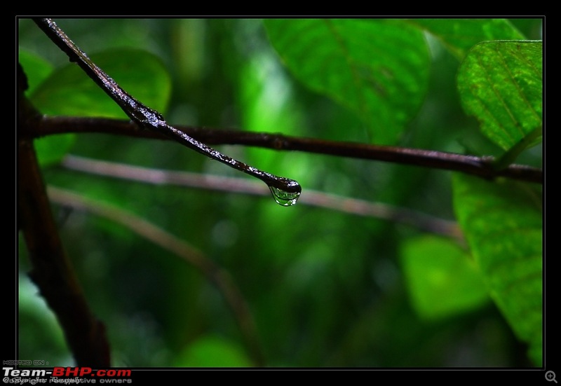 2011 Monsoon Trips : Romancing the rains. Postcards from the Konkan & deccan plateau-p1030654.jpg