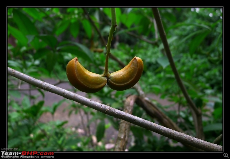 2011 Monsoon Trips : Romancing the rains. Postcards from the Konkan & deccan plateau-p1030696.jpg