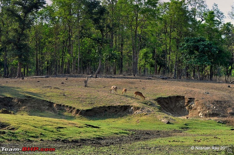 Call of the Wild: A 3500 km roadtrip to Pench, Bandhavgarh and Kanha in a Fortuner-dsc_5554.jpg