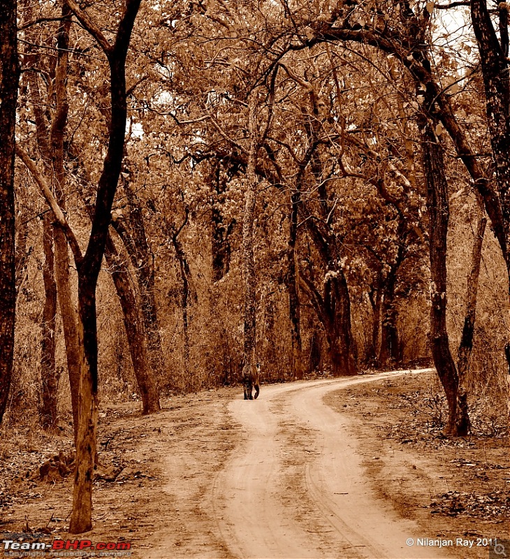 Call of the Wild: A 3500 km roadtrip to Pench, Bandhavgarh and Kanha in a Fortuner-dsc_6525.jpg
