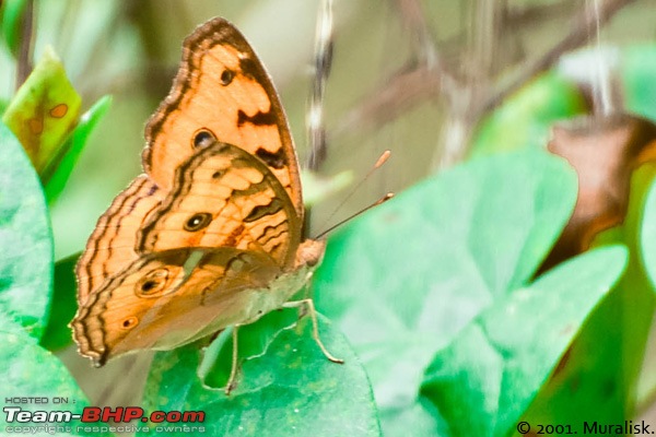 Trip to JLR River Tern Lodge, Bhadra (August 13 - 15, 2011)-dsc_5272.jpg