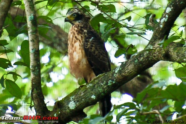 Trip to JLR River Tern Lodge, Bhadra (August 13 - 15, 2011)-dsc_6248.jpg