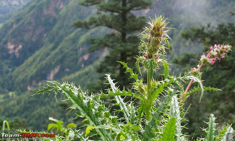 When I Went Walking To Tibet - Kailash Mansarovar Yatra-2011-dsc07213.jpg